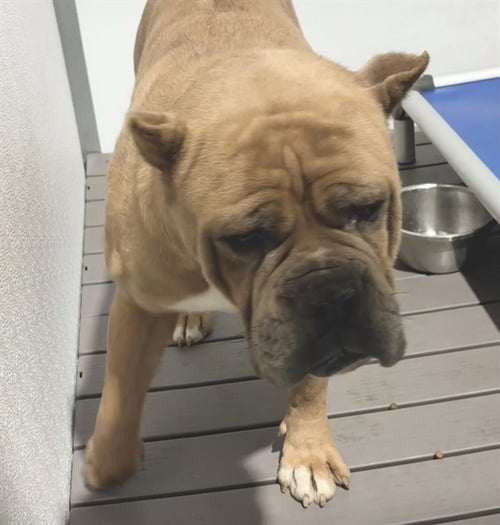 MIXY - Cane Corso Mastiff available for adoption