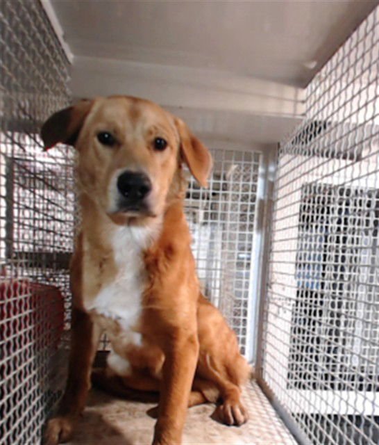 HARRY - Golden Retriever available for adoption