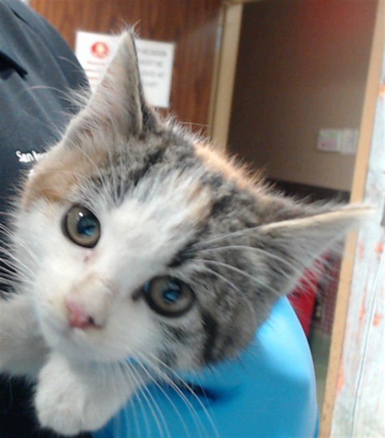 ANNE - Domestic Short Hair available for adoption