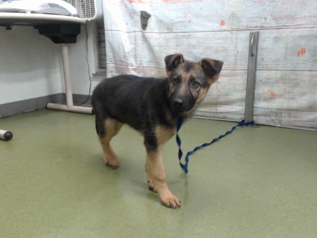 MONTANA - German Shepherd Dog available for adoption