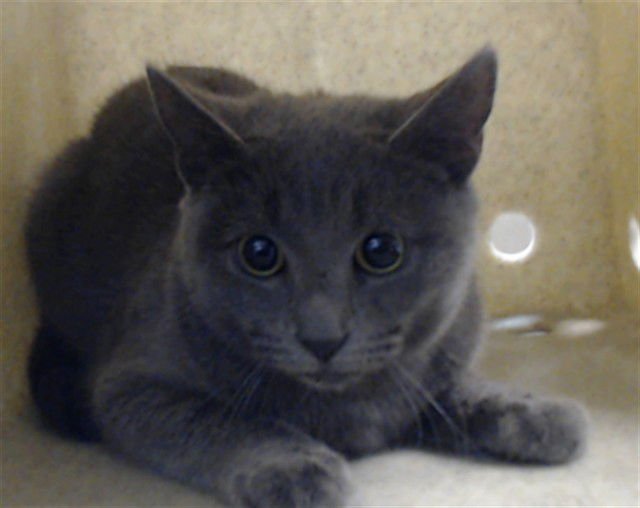 CAVIAR - Domestic Short Hair available for adoption