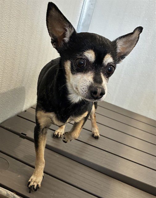 CEILIA - Chihuahua available for adoption