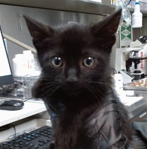 BENNY - Domestic Short Hair available for adoption