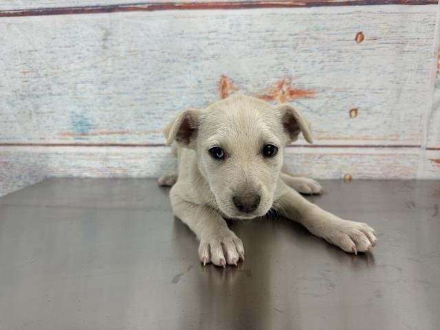 MILKY - Terrier / Labrador Retriever available for adoption