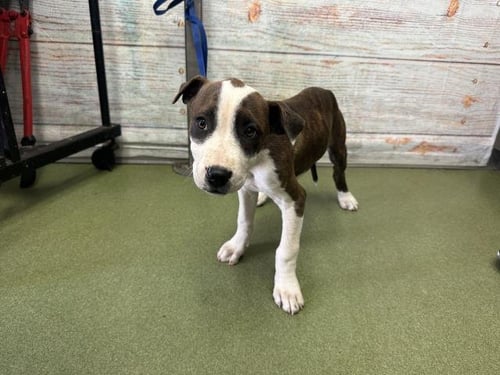 VENUS - Pit Bull Terrier available for adoption