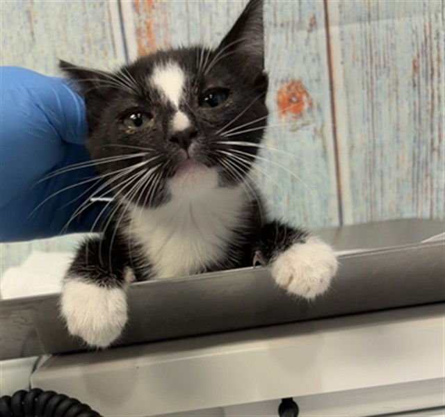 MED ADOPT GABBY - Domestic Short Hair available for adoption