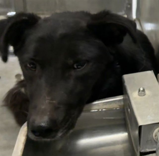 MED WAIVER BRUCE - Border Collie available for adoption