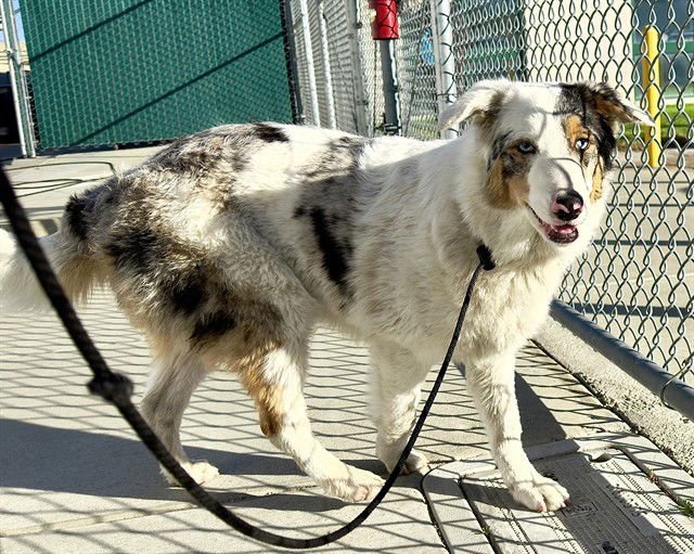 SASHA - Australian Shepherd available for adoption