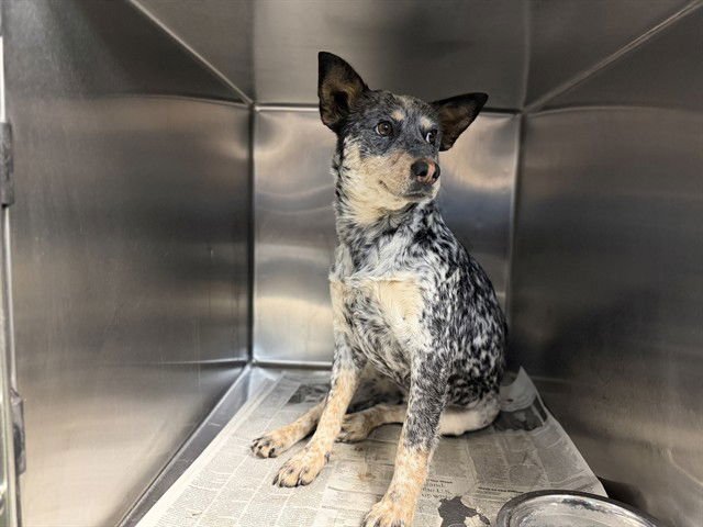 MED WAIVER LANA - Australian Cattle Dog/Blue Heeler available for adoption