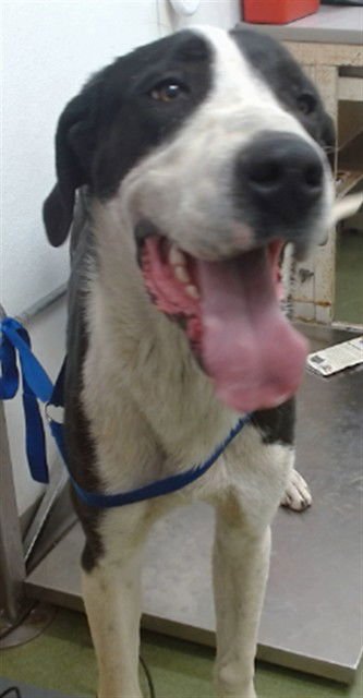 JEFFERY ALLAN - Great Dane available for adoption