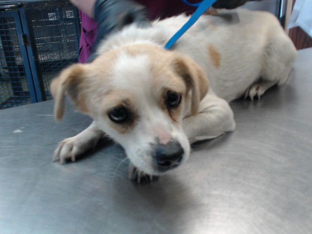 MAMA ALLIE - Terrier available for adoption