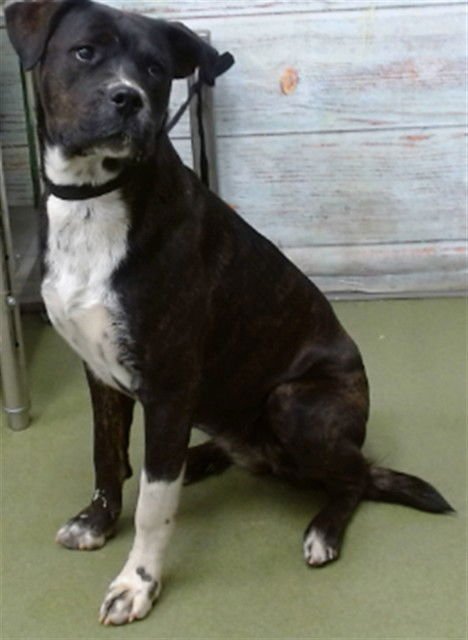 BABETTE - Boxer available for adoption