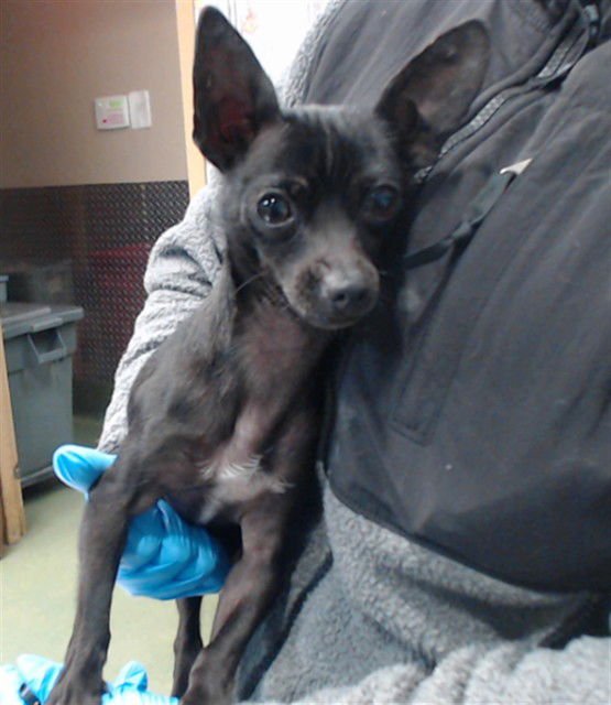 CHIP - Chihuahua available for adoption