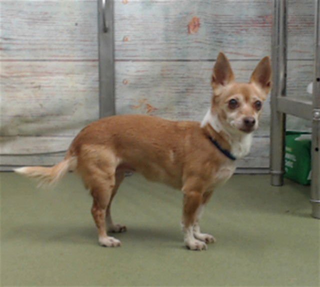 CHEETO - Chihuahua available for adoption