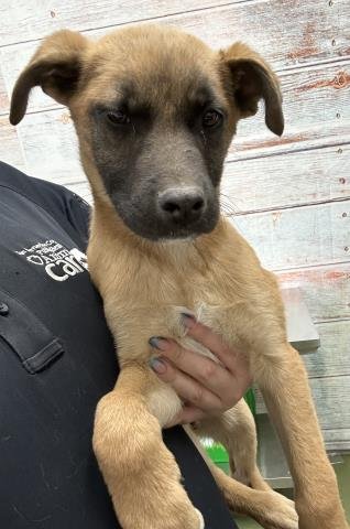 BENNY - German Shepherd Dog available for adoption