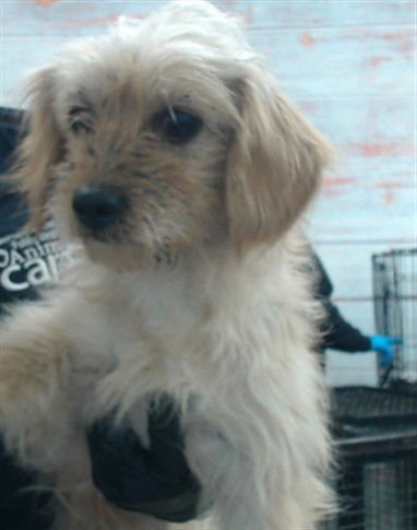 MS. FRIZZLE - Terrier / Chihuahua available for adoption