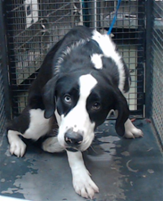 BEAU - Border Collie available for adoption