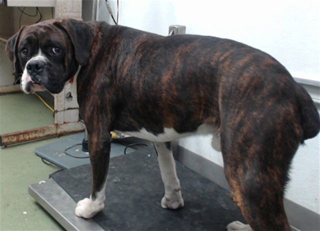 DISCO - Boxer available for adoption