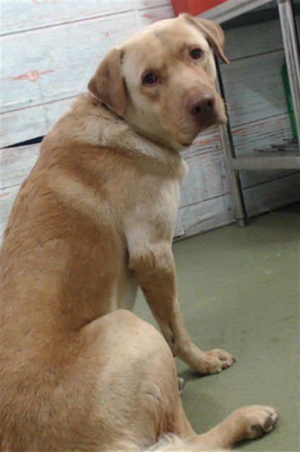 MED WAIVER MARK - Labrador Retriever available for adoption