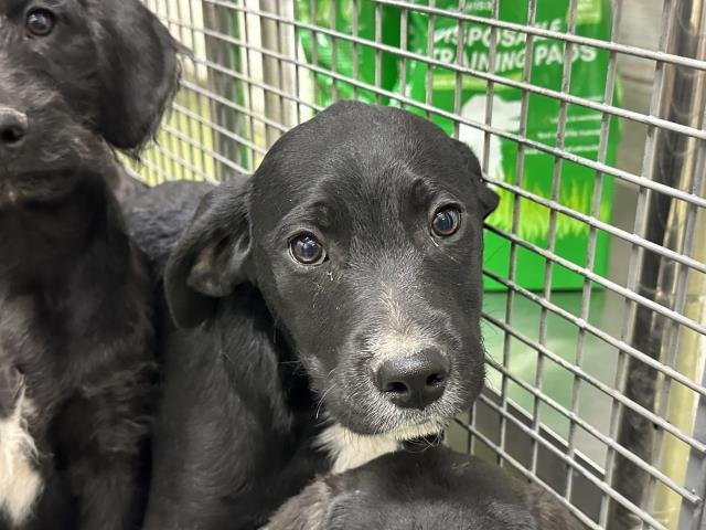 RUGER - Labrador Retriever available for adoption