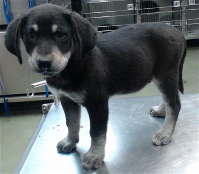 MED WAIVER FELIX - Labrador Retriever available for adoption