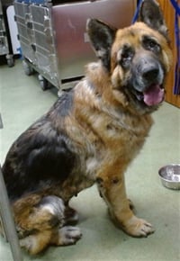 MED WAIVER BIGFOOT - Photo 1