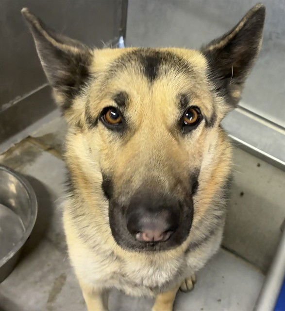 SHELBY - German Shepherd Dog available for adoption