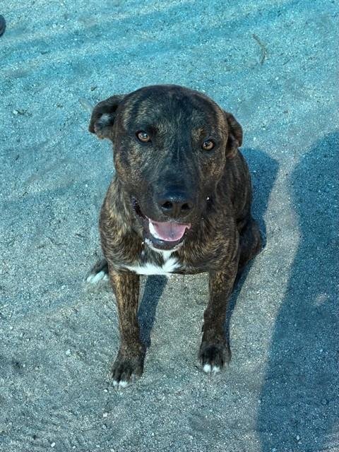 URGENT RESCUE ONLY CHARLIE - Pit Bull Terrier available for adoption
