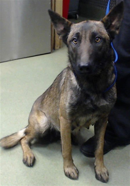 MED ADOPT MAMA MIA - Belgian Shepherd Malinois available for adoption