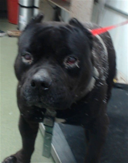 MED WAIVER HAROLD - Pit Bull Terrier available for adoption