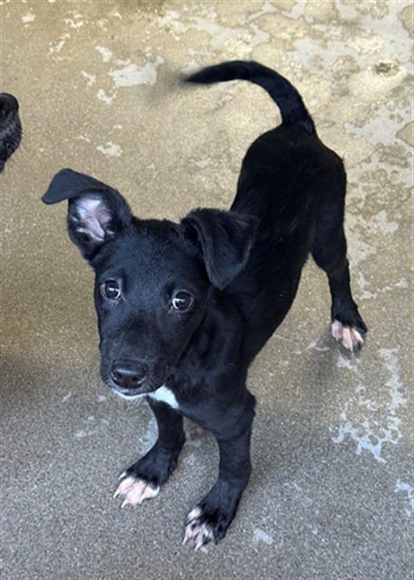 FALLON - Terrier available for adoption