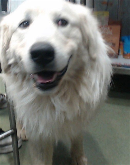 WINSTON - Great Pyrenees available for adoption