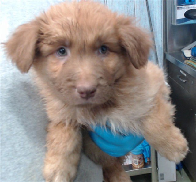 BUZZ - German Shepherd Dog available for adoption