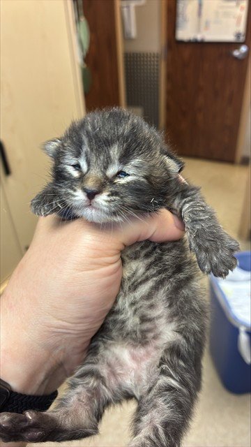 DODGER - Domestic Short Hair available for adoption
