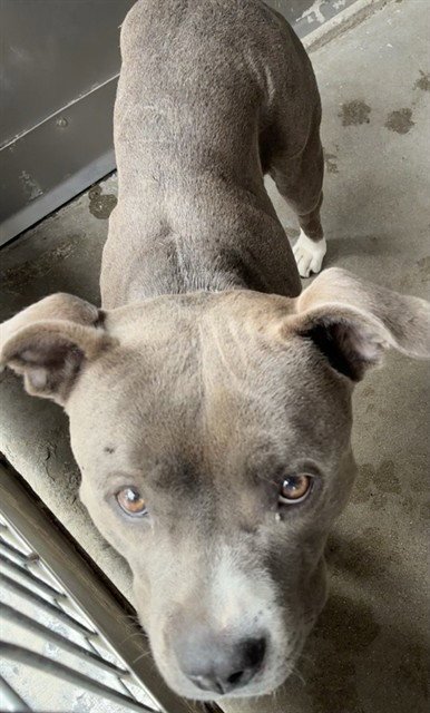 MED ADOPT MURIEL