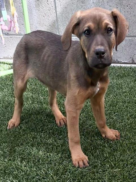 ZUMMIE - Labrador Retriever available for adoption