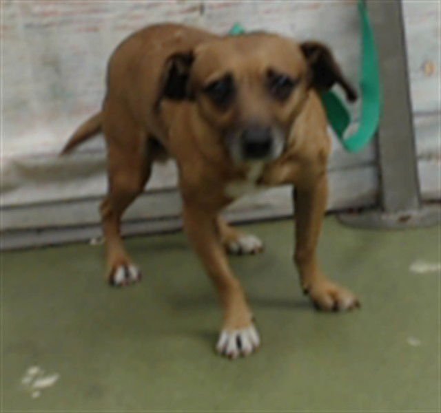 MORRIS - Chihuahua available for adoption