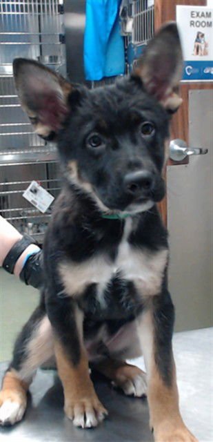CHOMPER - German Shepherd Dog available for adoption