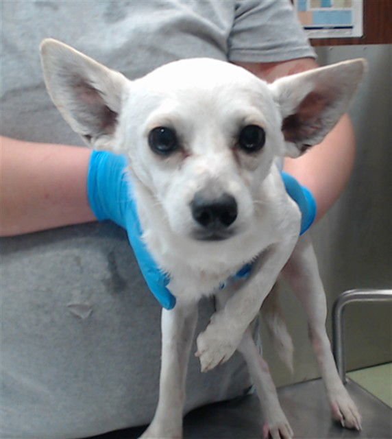 ZEPHYR - Chihuahua available for adoption