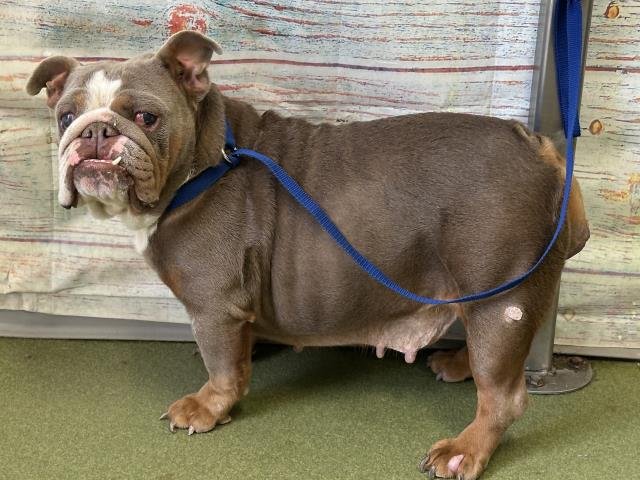 MED WAIVER ROLLIE POLLIE - Bulldog available for adoption