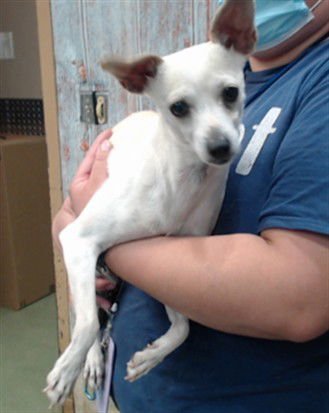 SUGAR - Chihuahua available for adoption