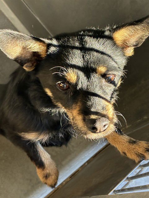 MED WAIVER BUBBA - Chihuahua available for adoption