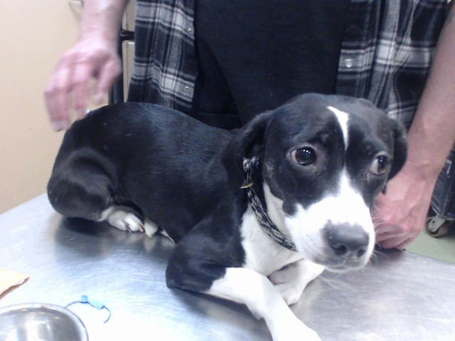 FERN - Chihuahua available for adoption