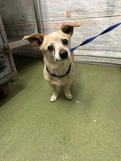 MURRAY - Chihuahua available for adoption