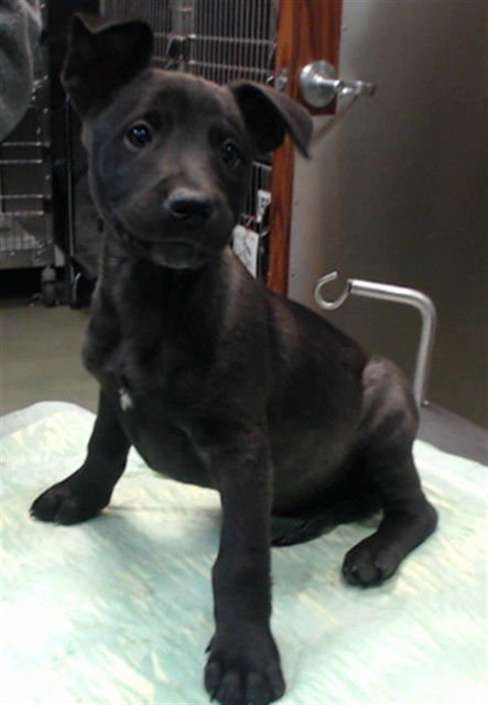 FORD - Pit Bull Terrier / Australian Cattle Dog/Blue Heeler available for adoption