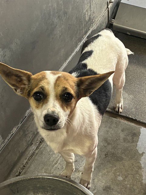 CHICA - Chihuahua available for adoption