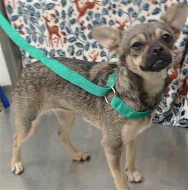 CRICKET - Pug / Terrier available for adoption