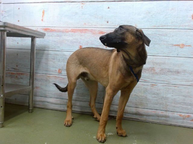 POSEIDON - Belgian Shepherd Malinois available for adoption