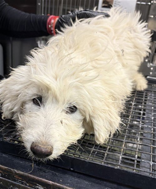 BRITANY - Poodle (Standard) available for adoption