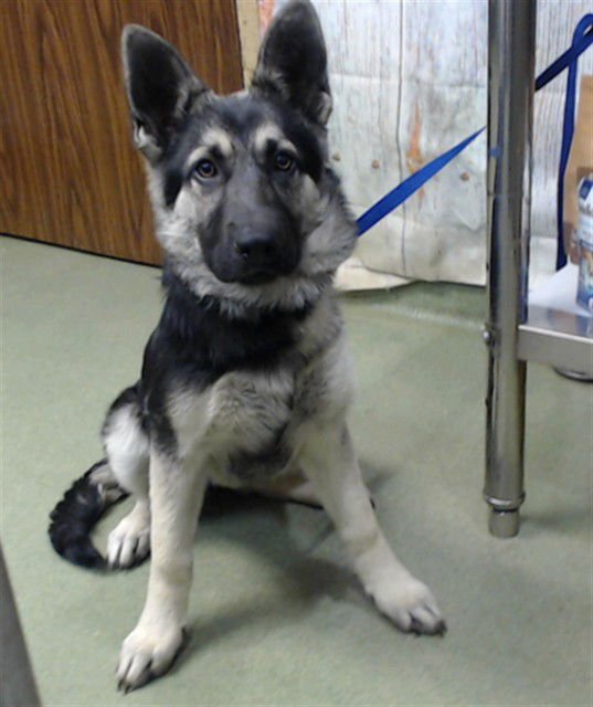TAPIOCA - German Shepherd Dog available for adoption